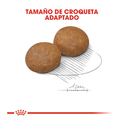 Royal Canin Adult +5 Maxi ração seco para cão adulto de raça grande, , large image number null